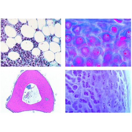 Lieder Histologie des animaux domestiques pour la médecine vétérinaire partie I, 24 diapositives