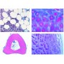 Lieder Histologie domácích zvířat pro veterinární lékařství část I, 24 snímků