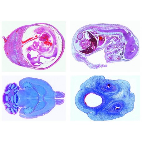 Lieder Histologia zwierząt domowych dla weterynarii część II, 24 slajdy