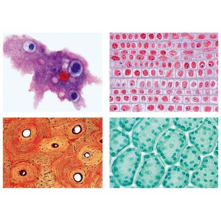 リーダー顕微鏡標本学校シリーズ A (基本シリーズ)、25 ページ。