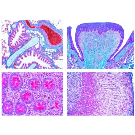Lieder Histologi Manusia Normal, set besar bagian I, 50 Slide Mikroskop