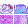 Lieder Normal Human Histology, μεγάλο σετ μέρος I, 50 διαφάνειες μικροσκοπίου
