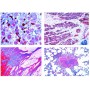 Lieder Pathological Histology for κτηνιατρική, 22 διαφάνειες