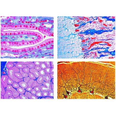 LIEDER Histologia ssaków 2400, zestaw podstawowy, 25 szkiełek mikroskopowych (54122)