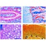 LIEDER Histologija sesalcev 2400, osnovni set, 25 mikroskopskih preparatov (54122)