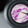 ZEISS Oculair WF 10x/20 Br. foc. met oculairwijzer voor PrimoStar 3 (76494, 415501-1510-000)
